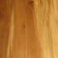 Elm